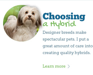 about my bichon non allergenic dogs bichon hybrids how to buy a bichon ...